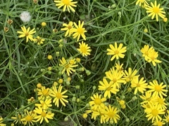 Senecio inaequidens