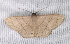 Scopula mecysma