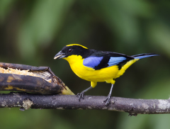 Anisognathus somptuosus