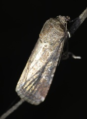 Spodoptera pecten