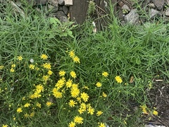 Senecio inaequidens