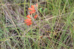 Lamourouxia multifida