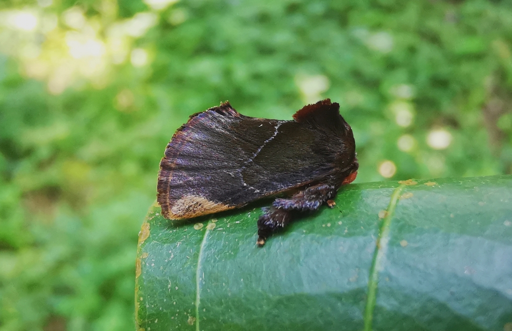 Phrixolepia luoi