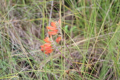 Lamourouxia multifida