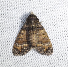Chlumetia transversa