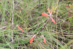 Lamourouxia multifida