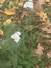 Achillea millefolium
