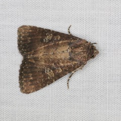 Condica illecta