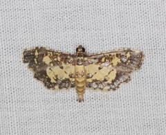 Eurrhyparodes bracteolalis