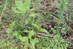 Lepechinia caulescens