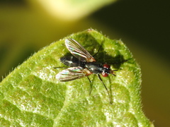 Oestroidea