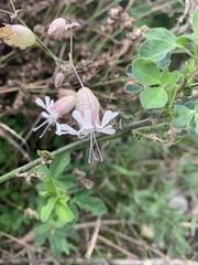 Behenantha
