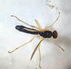 Cordilura