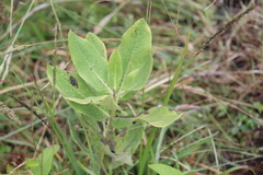 Asclepias notha