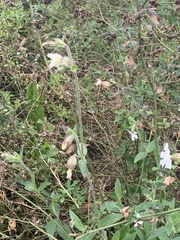 Behenantha
