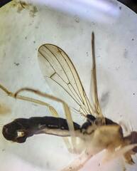 Cordilura