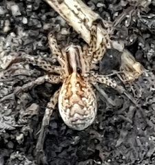 Hygrolycosa rubrofasciata