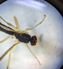 Cordilura