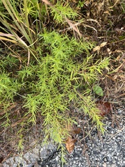 Asparagus aethiopicus