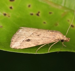 Luceria oculalis