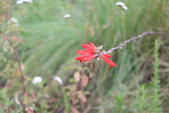 Lamourouxia multifida