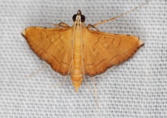 Mabra nigriscripta