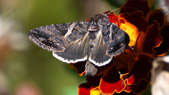 Ctenoplusia oxygramma