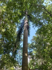 Roystonea borinquena