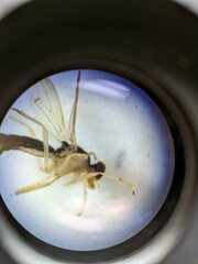 Cordilura