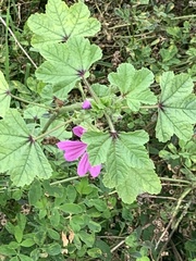 Malva sylvestris