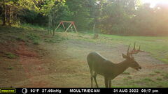 Odocoileus virginianus