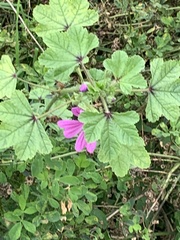 Malva sylvestris