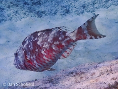 Sparisoma chrysopterum