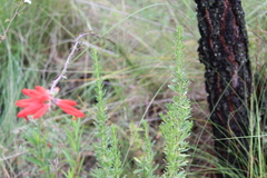 Lamourouxia multifida