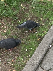 Columba livia domestica