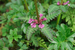 Pedicularis refracta transmorrisonensis