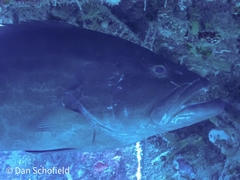 Mycteroperca bonaci
