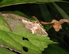 Omphisa anastomosalis