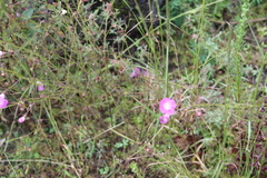 Agalinis peduncularis