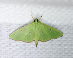 Parotis punctiferalis