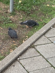 Columba livia domestica