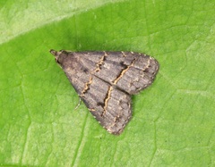 Schrankia bilineata