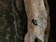 Eumorphus quadriguttatus
