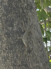 Anolis