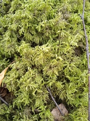 Hylocomium splendens