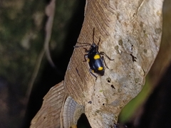 Eumorphus quadriguttatus