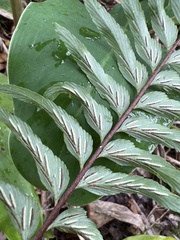 Asplenium polyodon