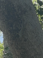 Anolis