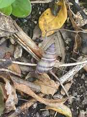 Bulimulus guadalupensis