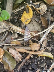 Bulimulus guadalupensis